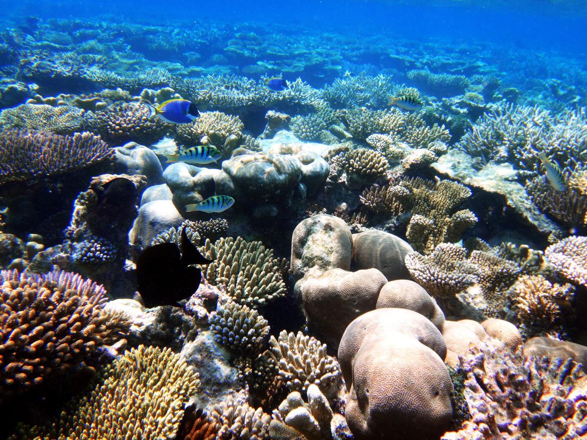 Nh Collection Maldives Havodda Resort - 50 Percent Discount On Roundtrip Airport Transfers For 2 People, Applicable For Stays Of Minimum Of 6 Nights (Adults Only) Meradhoo Екстер'єр фото